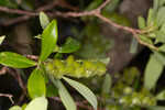 Buckwheat tree <BR>Black titi